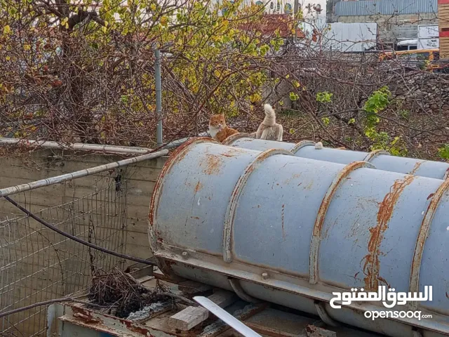 قوالب مدورات ومربعات