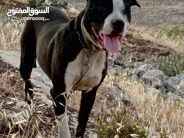 جرو بيتبول عمر 8شهور نخب اول للبيع او للبدل صحه ونظافه الي ناوي يبشر م بقصر معه