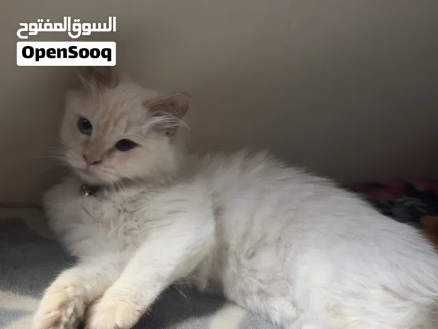 قطه شانشيلا أنثى للبيع
