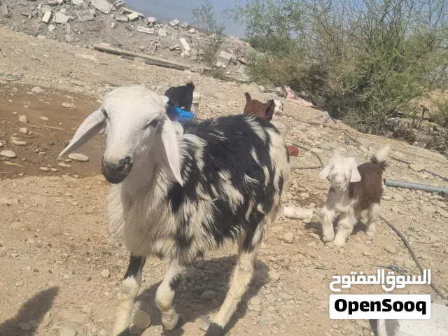 كبش نجدي عمر 7 اشهر سمنه ممتازه مناسب كاضحيه