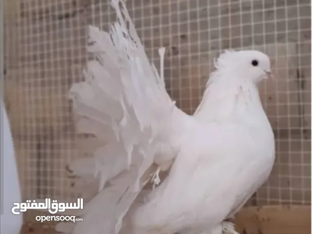 دجاج عماني فرنسي العمر 3شهور الحبه بريال