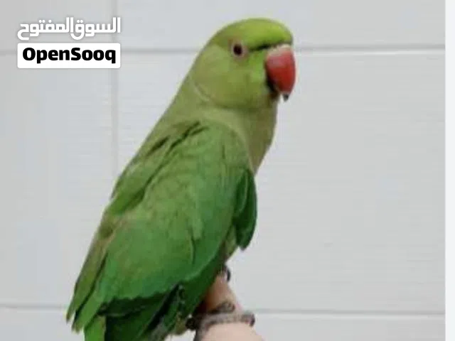 فقد طائر دره يشبه الطير الي بصوره من يعثر عليه ويدلنا له الاجر والثواب