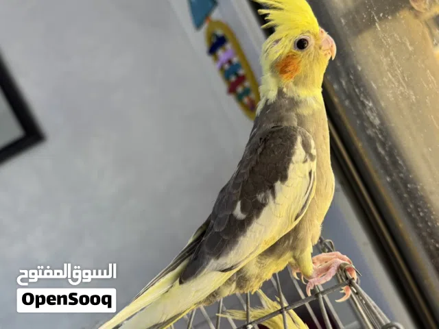 كوكتيل عدد 4 أليفات ومتعوب عليهم جداً للبيع والسعر منهي