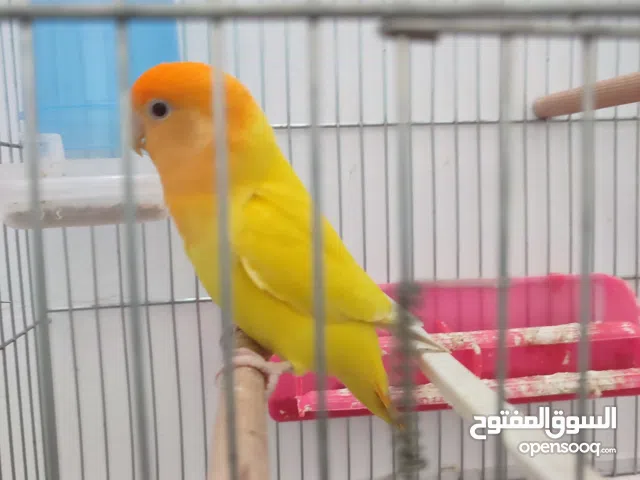 انتاية روز أورنج أوبلاين تبارك الرحمن