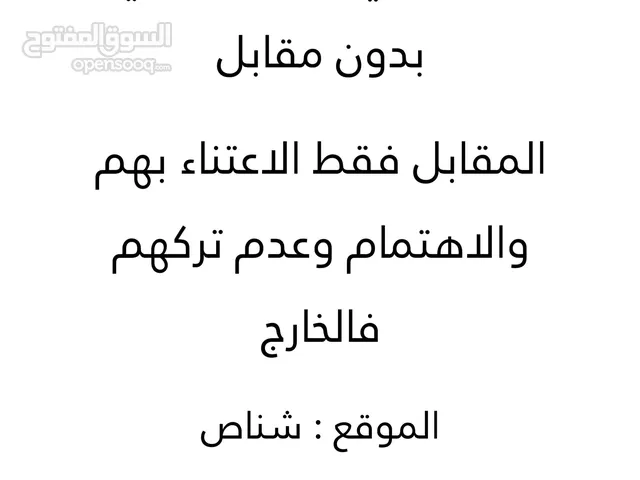 قطط شيراز للتبني في ولاية شناص  بدون مقابل فقط للاعتناء والاهتمام بهم والرفق والخوف من الله فيهم