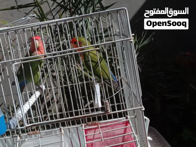 كوبية بركديلو