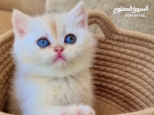 سكوتش ستريت جولد وبريتش سلفر شيدد العمر شهرين ،ذكووووور