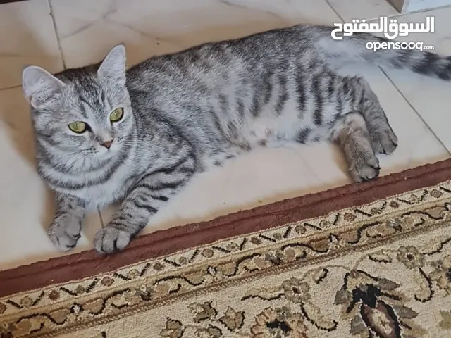 قطططط شيرازي