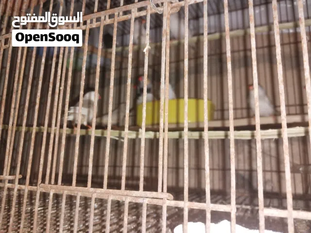 زيبرا 9 طروف فيهم 3 تلوتيات وطرق مشوش