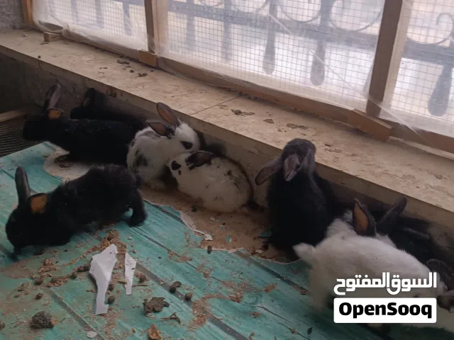 فراخ بناديق بابيون