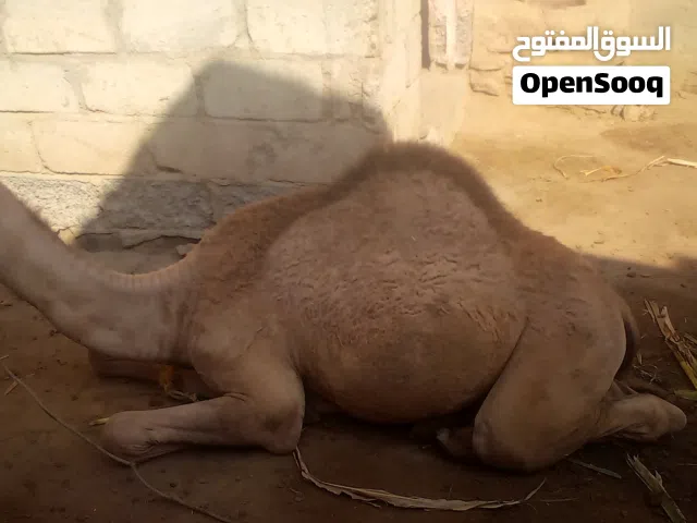 جمل صغير سن عمره 9 اشهر