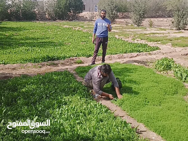 2 Bedrooms Farms for Sale in Basra Khor Al Zubair