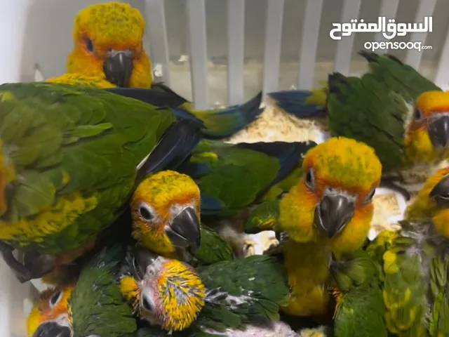 جميع انواع الطيور All kinds of birds
