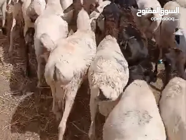 برابر اضاحي للحملات والبعثات