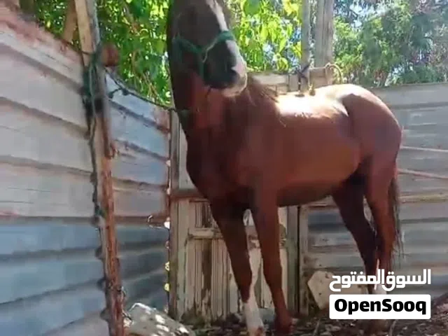 الصوره ربي باركالصوره ربي يبارك سعر سام على رقم الهاتف
