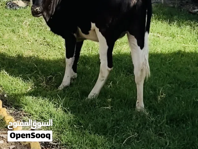 بجر نوعيه. حلوه سمينه وخشنه مل ارباط ترهم نذر اكصابه. حلوه شكايه وترهم جني ملقحه وجهازه وتعلف براسها