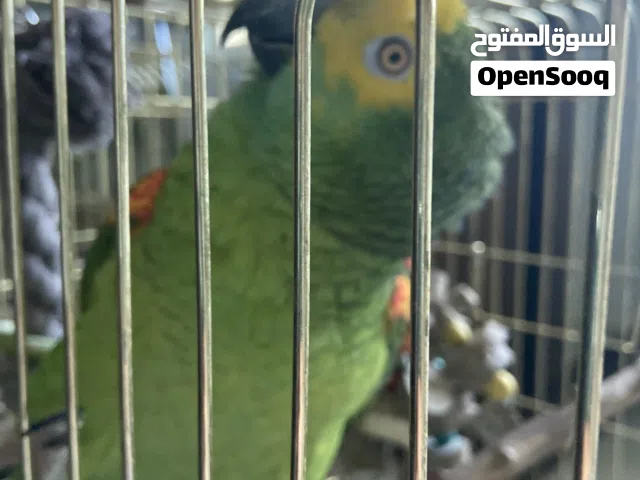 ببغاء أمازون 4 الف ريال