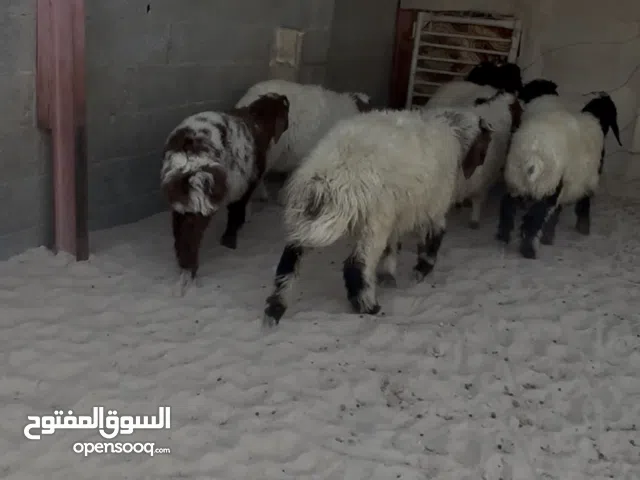 هرافا ذبايح شرط سمان مغلقه وشرط الصحه