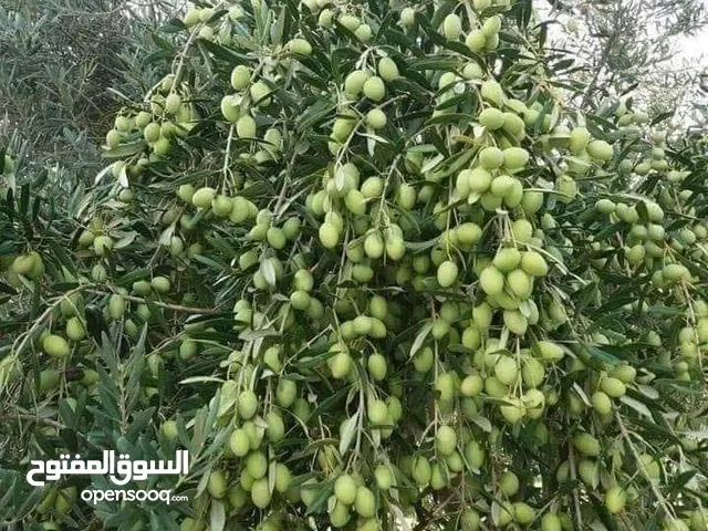 زيت خط مادبا البلدي الاصلي مكفول