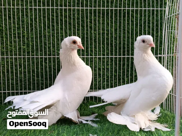 سلام عليكم  متاح حمام زينه