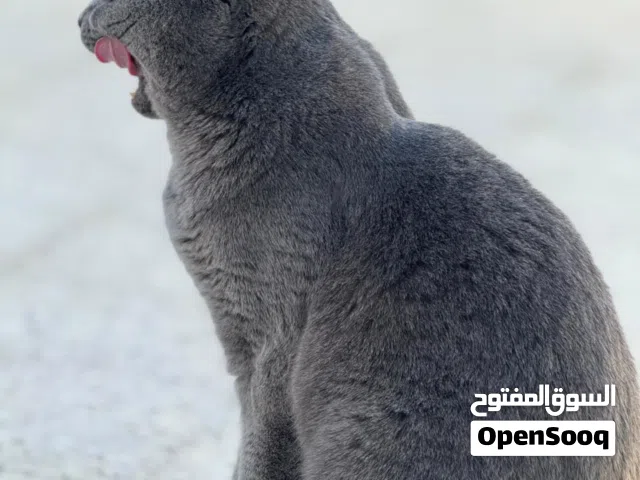 بيع قطة سكوتش الحمدالله أموره طيبة ولا تعاني من أي. مرض