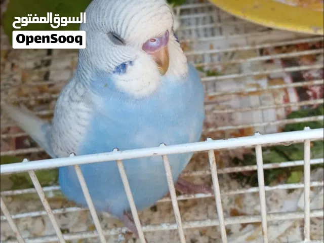 للبيع طيور هند
