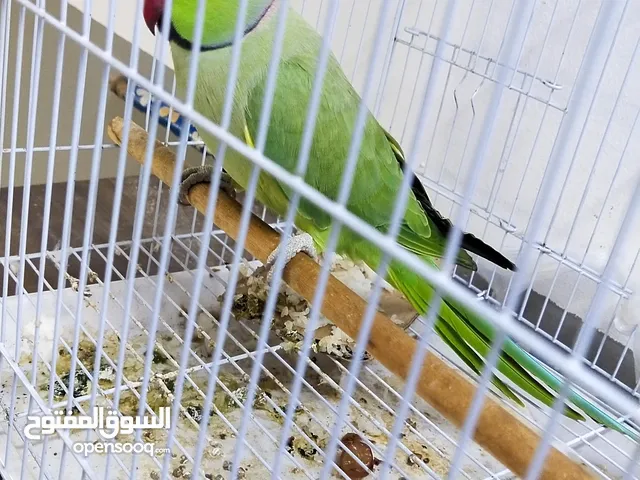 real green parrot with black and red line on his neck for sale