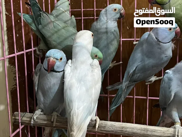 دره سمائي 13 تم