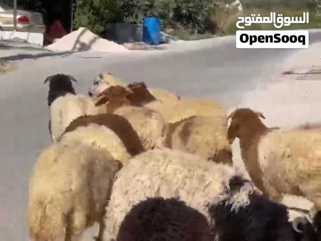 خرفان نخب اول