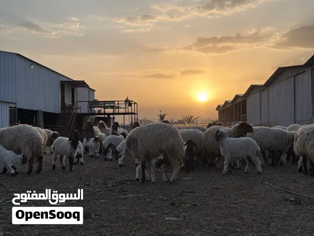نعيمي محلي