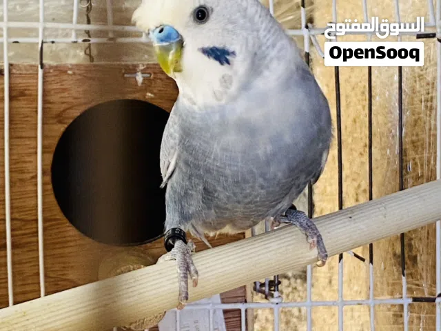 جوز بسم الله مشاء الله ذكر مشوش