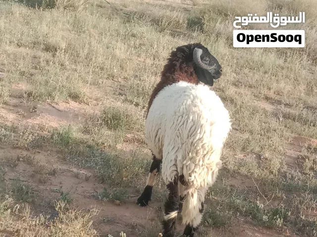 خروف مهجن للبيع يضحي بادن الله