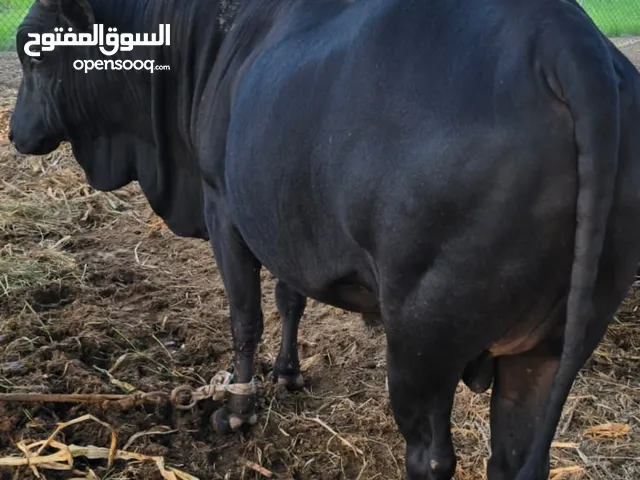 للبيع ثيران عمانيات وثيران خارجيات مطعومات سنه وسمان ما شاء الله الثور الأسود سنه والابيض 8 أشهر