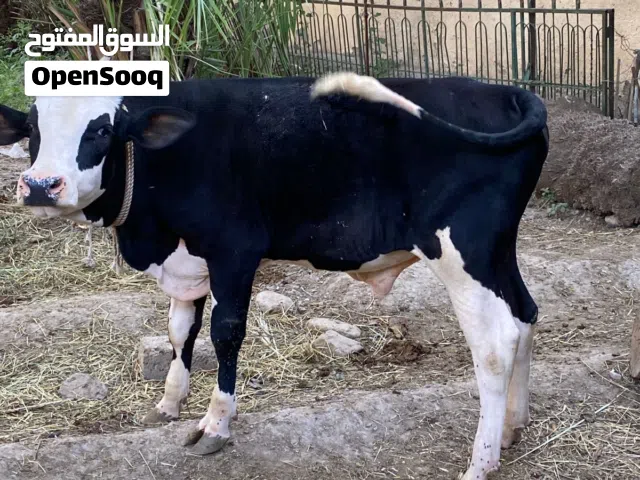 استماره بيع  نوع ثور مهجن ظفاري على هولندي سمنه سمين ماشاءالله  مكان تواجد الرستاق مطلوب 450 قابل لل