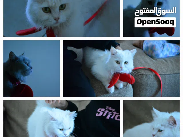5 month old turkish angora cat