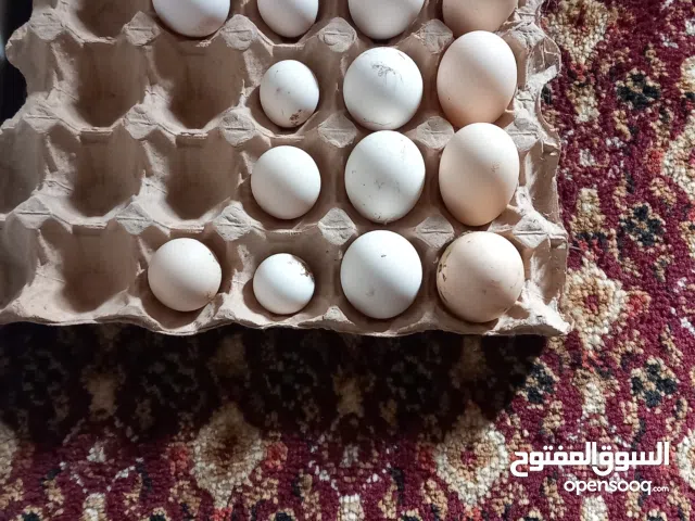 25بيضه زينه مخصب باذن الله كيني براهما للمبرقني استرالي...