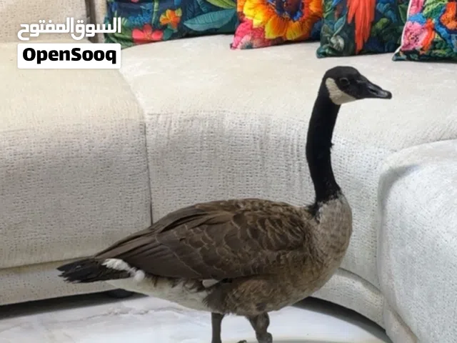 للبيع الاوز الكندي