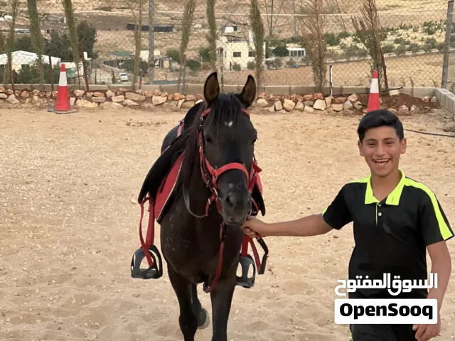 خيل مسارات و تركيب
