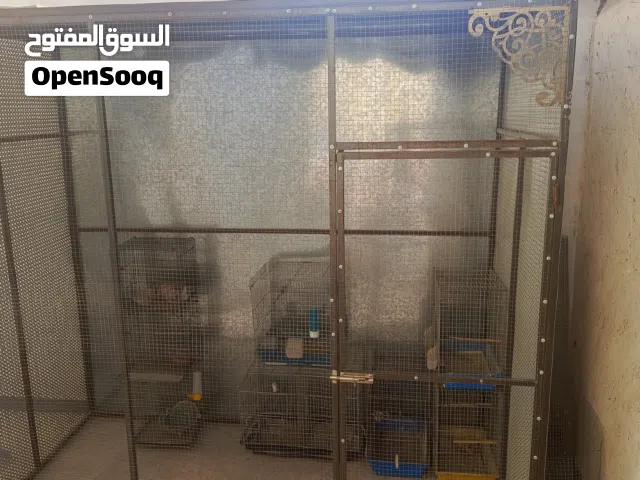 مطير عصافير