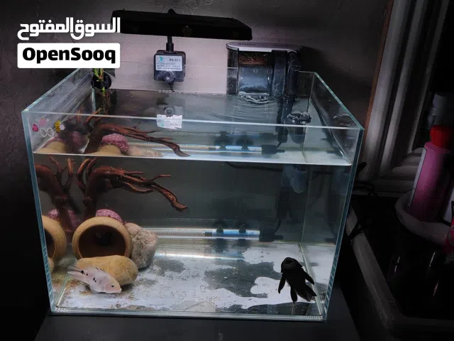 حوض الترا كلير عالي الوضوح 40 سم للبيع كامل فلتر سقفي انارة هيتر + تك سمكة بلو باروت ذكر + كناس حجم
