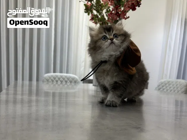 قطط - سكوتش