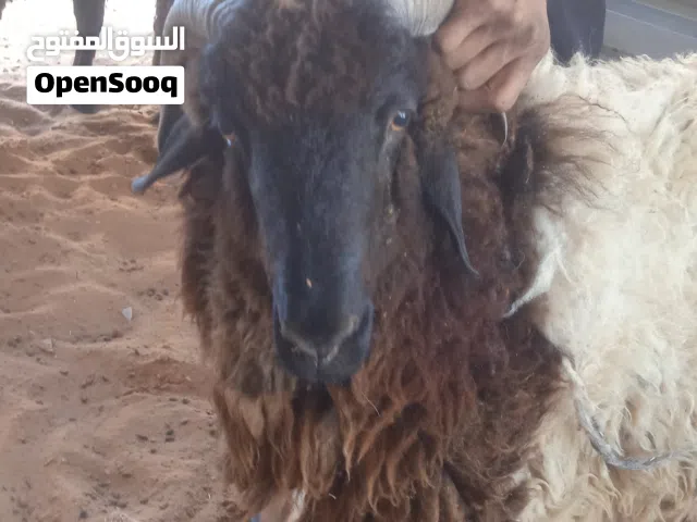 خروف وطنر اصيل
