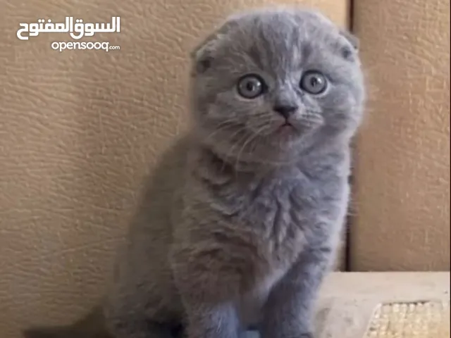 Scottish fold short hair