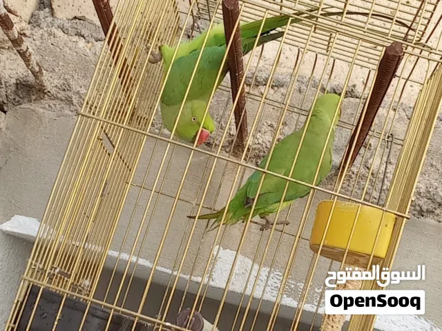 جوز دره للبيع