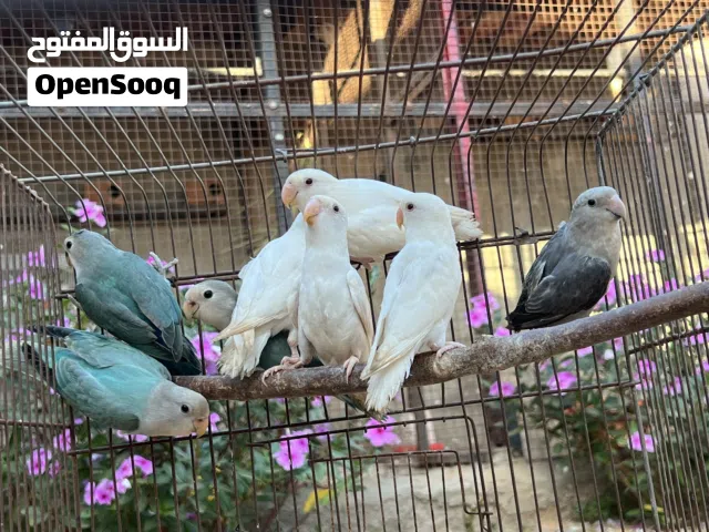 انتاج روز ربي يبارك