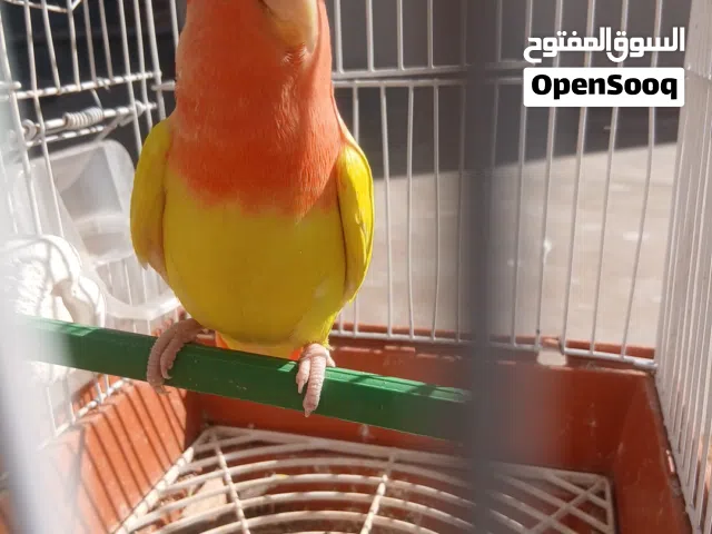 انتي روز لفه حمراء تامه بسم الله مشاء الله