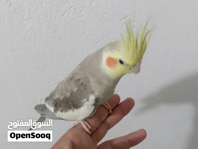 كوكويل لون بقرب فحل فول تغريد طير جان اليف فجا ضل يعض حاليا يصعد عل ايد بس انه ابيع وحشي