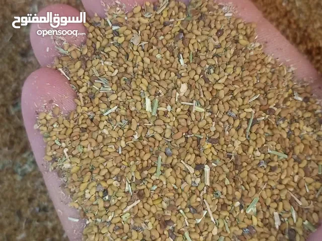 بذر قت انتاج هذي السنه عمره أكثر من 4 سنوات