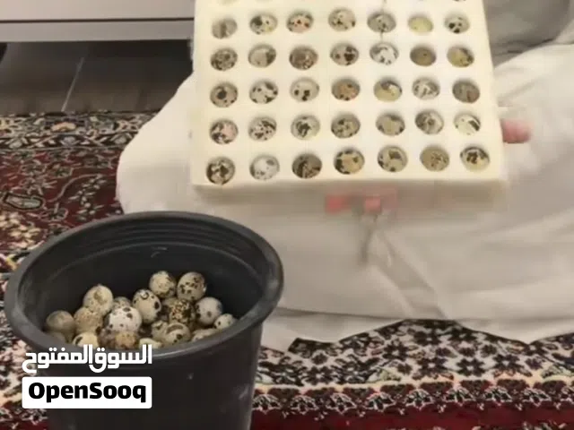 توصيل بضاعه خفيفه
