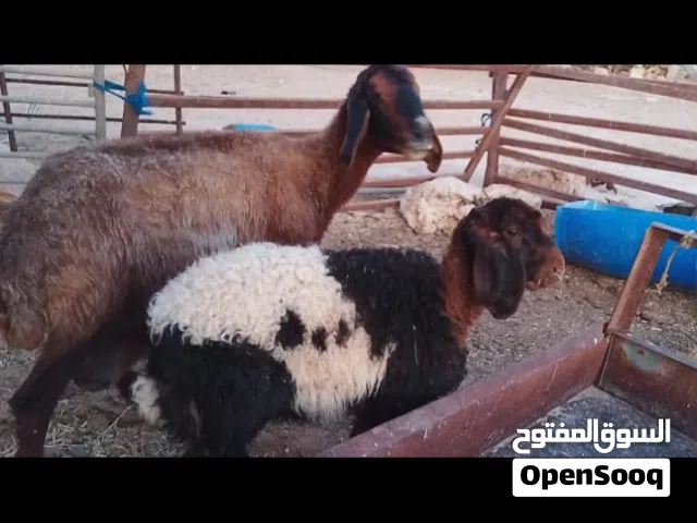 اذكر الله وصلي على سيدنا محمد للمتميزين فقط نعجه صقريه نخب أول مع بنتها سوبر صقري حر سلاله نظيفه جدا
